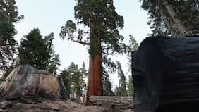 Trump pretende abrir los bosques nacionales de EE.UU. a la construcción de carreteras, perforación y tala de árboles
