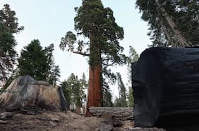 Trump pretende abrir los bosques nacionales de EE.UU. a la construcción de carreteras, perforación y tala de árboles