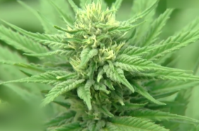 Estudio chileno concluye que uso moderado de cannabis puede impactar aprendizaje en estudiantes de secundaria