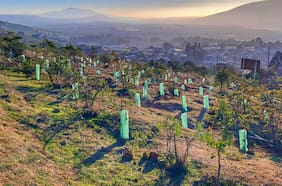 Reforestación en Parque Urbano La Ligua: 4.000 especies nativas fueron plantadas por Conaf durante 2025