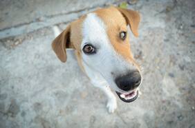 ¿Es su perro o gato un “zoomie”? Todo lo que sabemos de esta incomprensible conducta de las mascotas