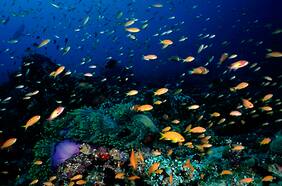 Ya hay más de 10 años en datos: la alianza para estudiar la gran diversidad de fauna marina en Chile