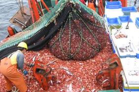 Subsecretaría de Pesca destaca disminución de pesquerías sobreexplotadas en 2020