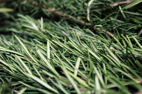 La hierba que mejora la memoria y el estrés, según una psiquiatra de Harvard