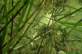 El misterioso y desconocido fondo marino de Atacama y Coquimbo