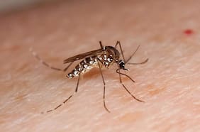 Minsal refuerza alertas sanitarias en verano: aumentan brotes alimentarios y casos importados de dengue y chikungunya