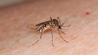 Qué es el dengue, síntomas y qué tan probable es que llegue a Chile continental, tras el brote en Isla de Pascua
