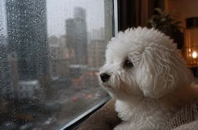 En qué regiones de Chile habrá lluvia desde hoy hasta el domingo, según el pronóstico del tiempo