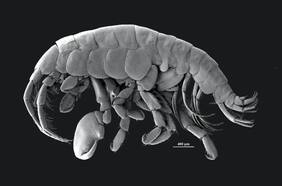 Cómo un paté de jaiba ayudó a descubrir una nueva especie de invertebrado en el sur de Chile