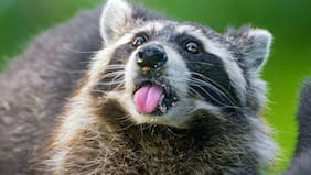 ¿Los mapaches son las próximas mascotas? Este estudio afirma que están teniendo signos de domesticación