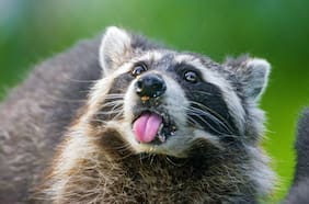 ¿Los mapaches son las próximas mascotas? Este estudio afirma que están teniendo signos de domesticación