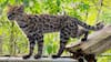 Qué se sabe del inédito descubrimiento de una nueva especie de gato en Bolivia