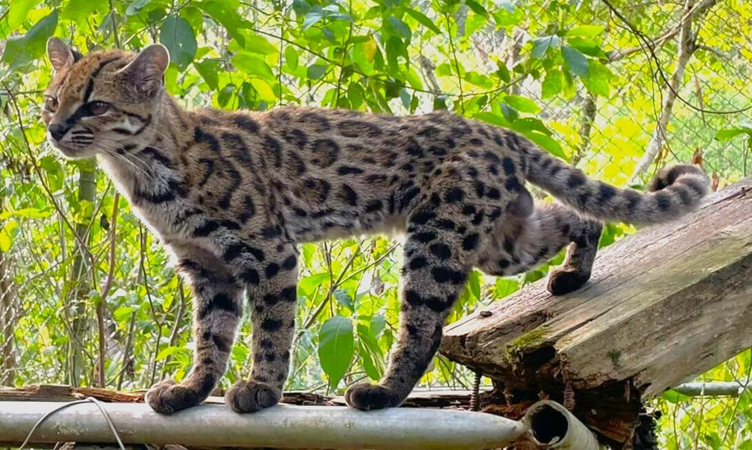 Qué se sabe del inédito descubrimiento de una nueva especie de gato en Bolivia