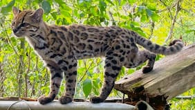 Qué se sabe del inédito descubrimiento de una nueva especie de gato en Bolivia