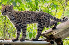 Qué se sabe del inédito descubrimiento de una nueva especie de gato en Bolivia