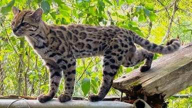 Qué se sabe del inédito descubrimiento de una nueva especie de gato en Bolivia