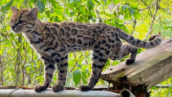 Qué se sabe del inédito descubrimiento de una nueva especie de gato en Bolivia