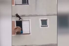 Mujer salvó a su perro de caer desde un edificio con una caja de cartón