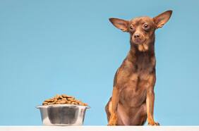 ¿Es necesario cambiarle el alimento a tu mascota cada cierto tiempo?