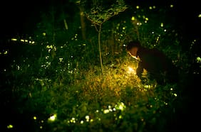 Las luciérnagas están desapareciendo: ¿seremos la última generación en verlas?