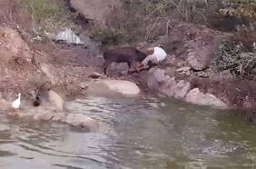 Famoso youtuber casi pierde la vida tras ser atacado por un ciervo