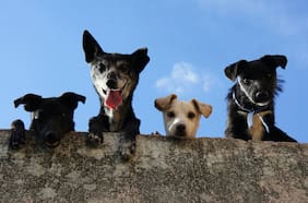 El fuerte crecimiento de las tiendas de mascotas y clínicas veterinarias en los últimos 5 años