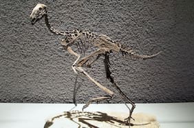 Sorprendente hallazgo: científicos descubren restos de moléculas orgánicas en un dinosaurio