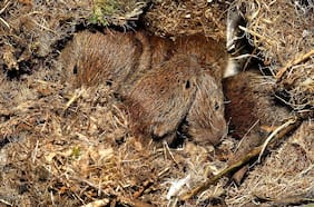 “No sabemos cuál es la amenaza”: Científicos descubren nuevo tipo de coronavirus en animales