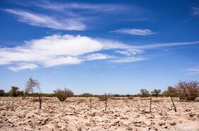 Hallan fósiles de antepasado del perro en la Pampa del Tamarugal: tendría más de 14 mil años