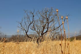 Denuncian que microbasurales, mal uso del agua potable rural, extracción de algas, amenaza inmobiliaria y futuro megapuerto están aumentando escasez hídrica en La Ligua y Papudo