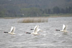 Otro tormento para el río Cruces de Valdivia: detectan silenciosa pero potente contaminación química