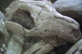 Las fascinantes fotos que muestran a un mamífero devorándose a un dinosaurio