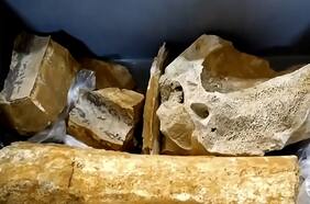 Campesinos encuentran dientes de mamut en Turquía