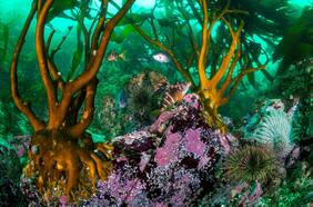 ¿En qué consiste el Área Marina Protegida Mar de Pisagua?