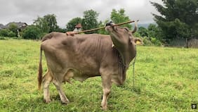 El extraño caso de la vaca inteligente que aprendió a usar una herramienta