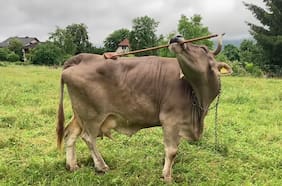 El extraño caso de la vaca inteligente que aprendió a usar una herramienta