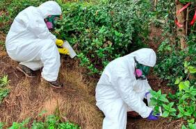 Virus Hanta: seremi de Salud de la RM entrega recomendaciones para prevenir el contagio ad portas de las vacaciones de verano