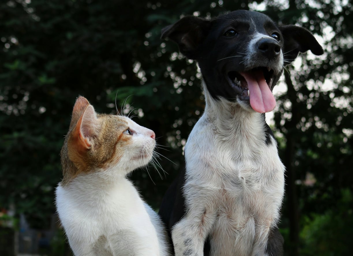 Fiscalizará a la Subdere: Contraloría advierte riesgo de uso indebido de dineros de programa de protección de mascotas