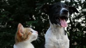 Fiscalizará a la Subdere: Contraloría advierte riesgo de uso indebido de dineros de programa de protección de mascotas