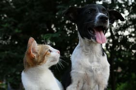 Fiscalizará a la Subdere: Contraloría advierte riesgo de uso indebido de dineros de programa de protección de mascotas