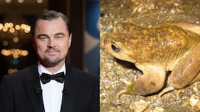 “Al borde de la extinción”: DiCaprio alerta riesgo de “destruir” hábitat de ranita del Pehuenche por proyecto eléctrico en la cordillera del Maule
