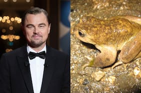 “Al borde de la extinción”: DiCaprio alerta riesgo de “destruir” hábitat de ranita del Pehuenche por proyecto eléctrico en la cordillera del Maule