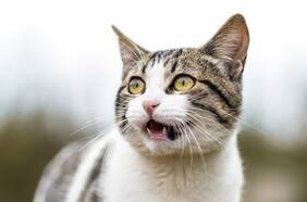 ¿Por qué no debes cortarle los bigotes a tu gato?