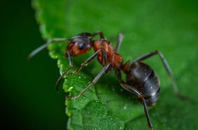 Sacada de una película de terror: el primer plano de una hormiga y su explicación