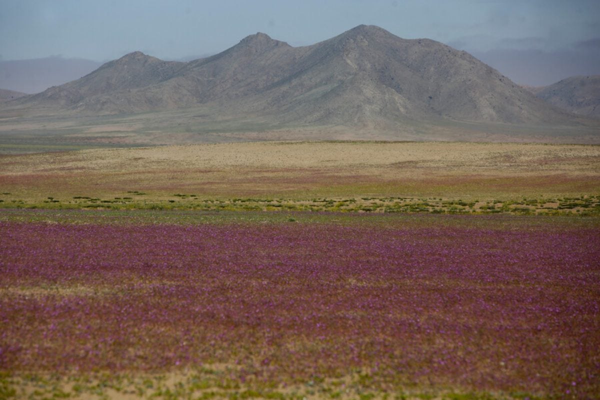 Hay ciertos factores geográficos que podrían convertir al territorio chileno en un sitio más seguro: aquí está el desierto más árido del mundo, la cordillera más larga y volcánica del planeta. Además, está frente al océano más grande y al norte del continente más frío.