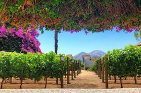 15 viñas cerca de Santiago para hacer enoturismo todo el año