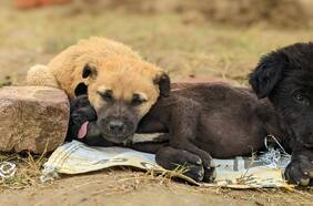 Denuncian casos de faenamiento de perros en Puerto Montt: algunos eran marcados antes de ser asesinados