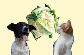 ¿Los perros y gatos pueden ser veganos? Esto dice una veterinaria