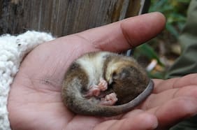 Es el único mamífero que hiberna en Sudámerica pero cambio climático pone en peligro su asombrosa adaptación