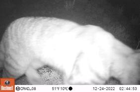 Usando cámaras trampa, Conaf detecta presencia de “Fantasma de los Andes” en Parque Radal Siete Tazas